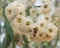 Blossom eucalyptus flower with bee in it and green blur background, de focus,typical Malta flora, yellow eucalyptus blossom in gre