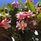 Blossom exotic Frangipani pink plumeria