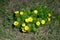 Blossom of False hellebore, Adonis vernalis medicinal herb
