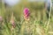 Blossom of field cow-wheat Melampyrum arvense