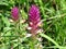 Blossom of field cow-wheat spotted on meadow on sunny day