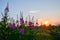 Blossom fireweed at sunset