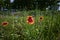 Blossom of a Firewheel Gaillardia on a wild meadow
