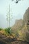 Blossom flower of Agave on the path edge hight in mountains. Santo Antao Island, Cape Verde Cabo Verde