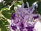Blossom flower bouquet of Sandpaper vine, Queens Wreath, Purple Wreath, Petrea volubilis L. and green leaves