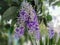 Blossom flower bouquet of Sandpaper vine, Queens Wreath, Purple Wreath, Petrea volubilis L. on tree