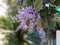 Blossom flower bouquet of Sandpaper vine, Queens Wreath, Purple Wreath, Petrea volubilis L. on tree