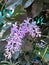 Blossom flower bouquet of Sandpaper vine, Queens Wreath, Purple Wreath, Petrea volubilis L. on tree