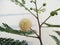 Blossom flower green leaves of White popinac, Leucaena, Lead tree, Horse tamarind