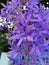 Blossom flower of Sandpaper vine, Queens Wreath, Purple Wreath, Petrea volubilis L