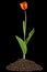 Blossom flower of tulip growing from heap of soil, isolated on black background