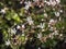 Blossom flowers and bud of Saxifraga umbrosa or urbium close up with green leaves , selective focus, bokeh background