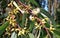 Blossom flowers of River Red Gum