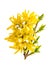 Blossom forsythia flower isolated white background