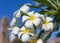 Blossom frangipani plumeria flower tree