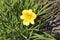 Blossom Freesia Flower in Central Park from Baile Herculane Resort in Romania