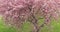 Blossom full bloom flowers the Sakura Japan cherry in small clusters on a branch