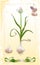 Blossom garlic illustration