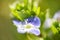 Blossom of Germander speedwell, Veronica chamaedrys, macro photo