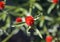 Blossom of a globe amaranth