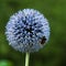 Blossom of a globe thistle with a bumblebee