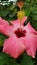 Blossom of Gumamela Flower