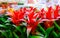 Blossom Guzmania Bromelia is sale. Choosing plants house