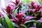 Blossom Guzmania Bromelia is sale. Choosing plants house