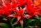 Blossom of Guzmania Bromelia. Sale. Pot plants, indoor plants, tropical plants. Several plants are located in the photograph. Red