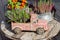 Blossom Heather Calluna in a toy car. Vintage garden decor, Heather vulgaris in a flower pot