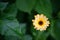 Blossom Heliopsis Asteraceae yellow orange flower