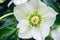 Blossom of Helleborus - Christmas Rose in early Spring