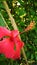 Blossom hibiscus flower