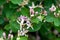 Blossom of the honeysuckle Lonicera purpurascens
