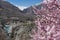 Blossom in Hunza valley, Gilgit Baltistan, Pakistan