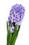 A blossom hyacinth