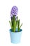 A blossom hyacinth in blue pot