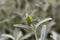 Blossom of an ironwort, Sideritis syriaca