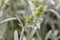 Blossom of an ironwort, Sideritis syriaca
