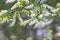 Blossom of Japanese Bird Cherry in Japan