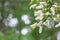 Blossom of Japanese Bird Cherry in Japan