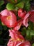 This is the blossom of Japanese Chaenomeles Quince