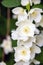 Blossom jasmine flowers on bunch