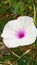 Blossom kale flower