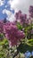 Blossom lavender green gree  produce  wildflower tree