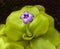 Blossom and leaves of a Barred butterwort (pinguicula moranensis). Botanical Garden, KIT Karlsruhe, Germany, Europe