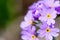 Blossom lilac flowers