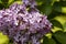 Blossom lilac flowers in spring in garden. branch of Blossoming purple lilacs in spring. Blooming lilac bush. Blossoming