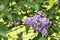 Blossom lilac flowers in spring in garden. branch of Blossoming purple lilacs in spring. Blooming lilac bush. Blossoming