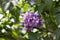 Blossom lilac flowers in spring in garden. branch of Blossoming purple lilacs in spring. Blooming lilac bush. Blossoming